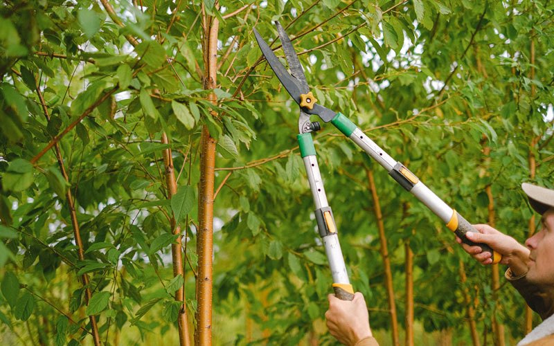 Tree trimming in Moorhead, IA